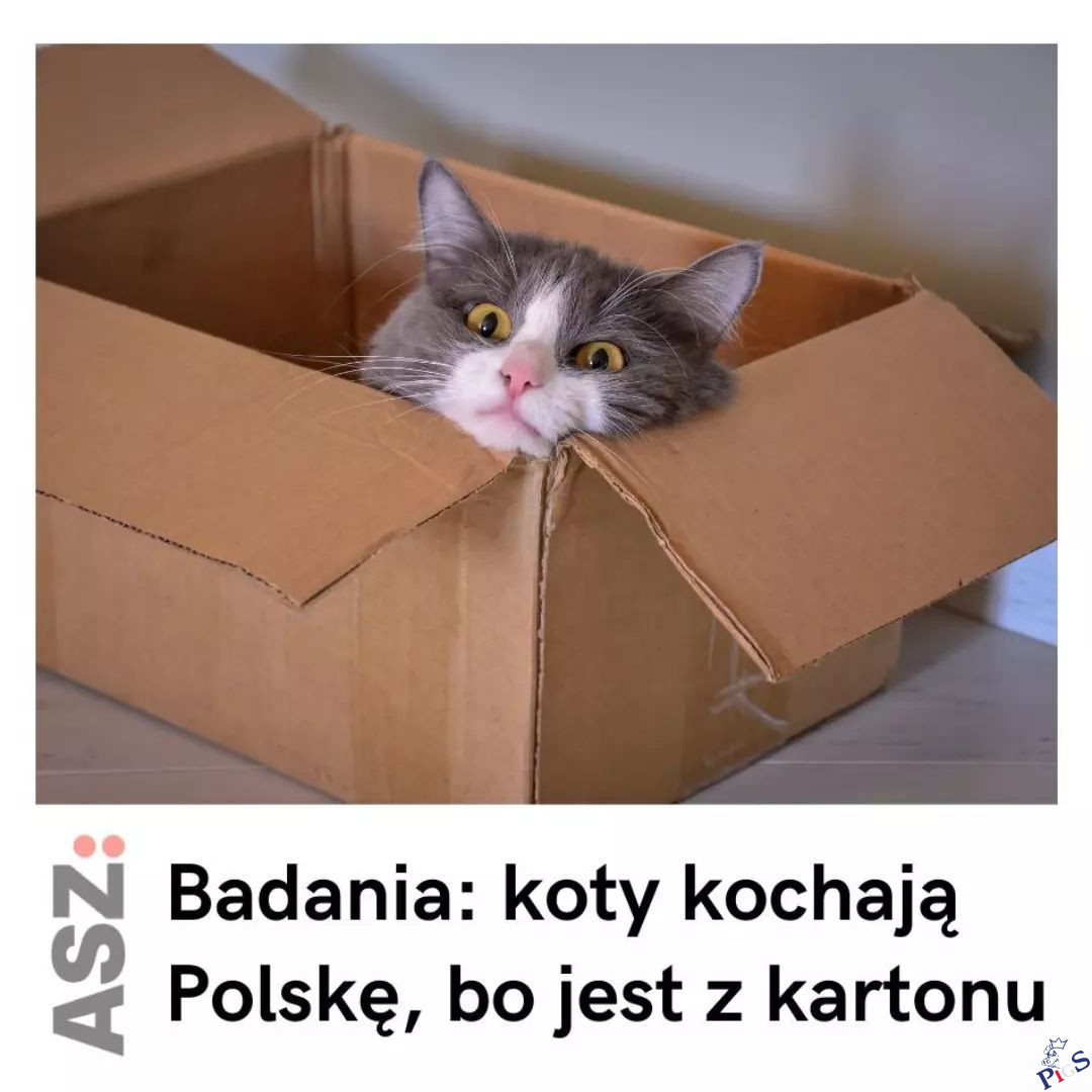 Koty kochają Polskę!