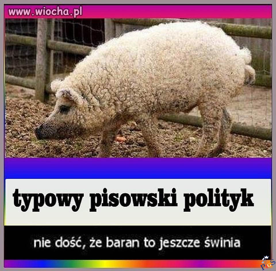 Typowy pisowski polityk