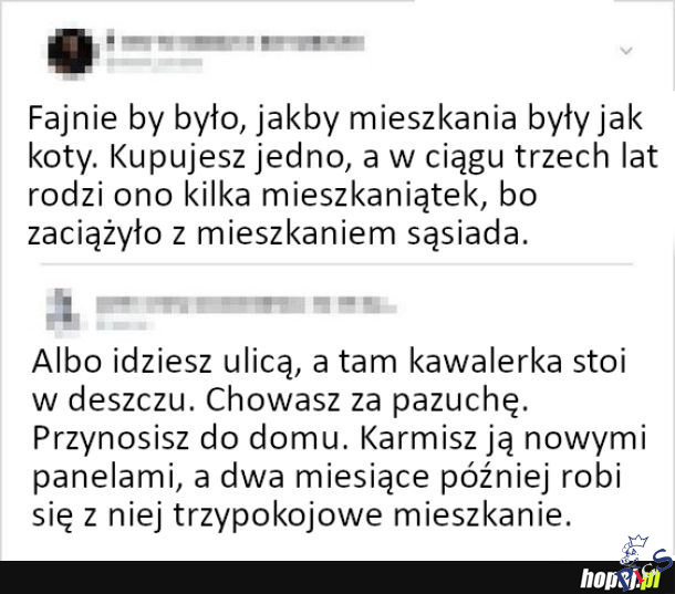 Właśnie takie kociątko Iwonka kiedyś znalazła