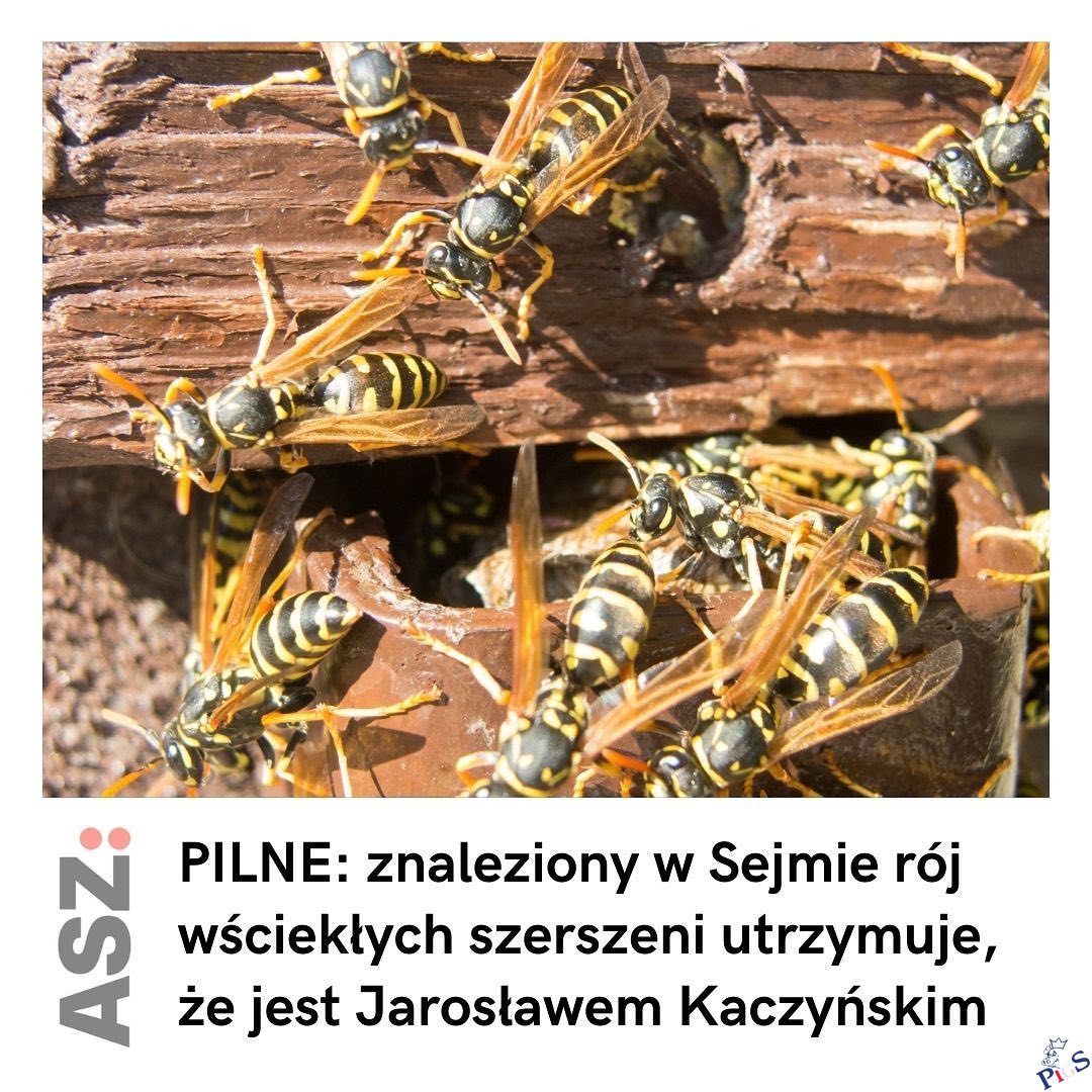 Wściekły jak Karakan, który sobie nie zwalił