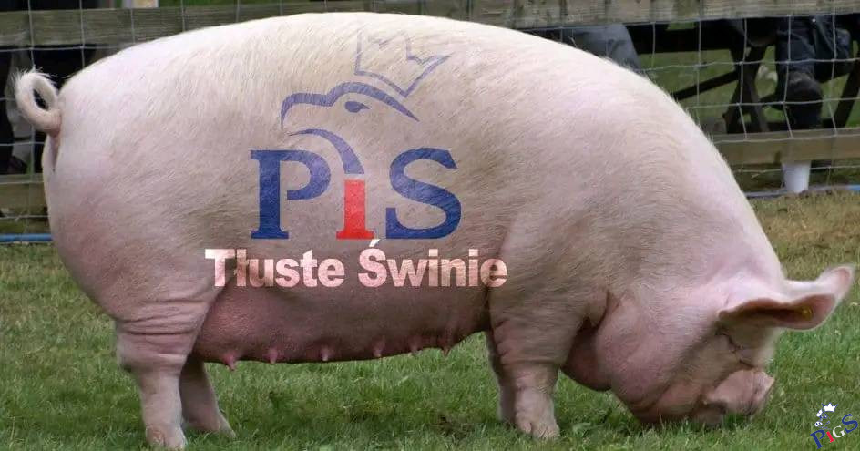 Pis Tluste Swinie