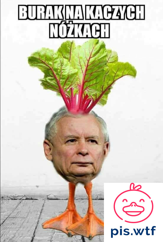 Burak na kaczych nóżkach