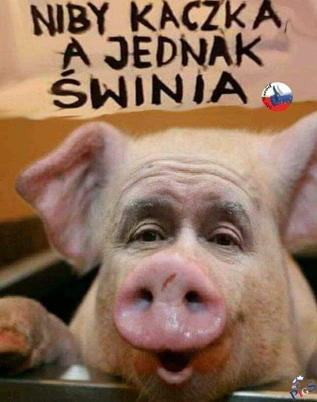 Czy to kaczka? Czy to świnia?