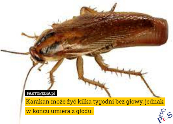 Jest szansa dla Jarka