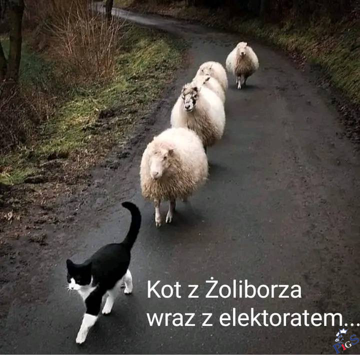 Kot z Żolibora wraz z elektoratem