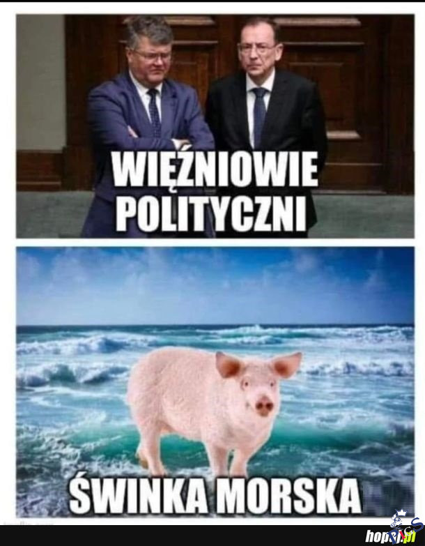 Trzy świnki