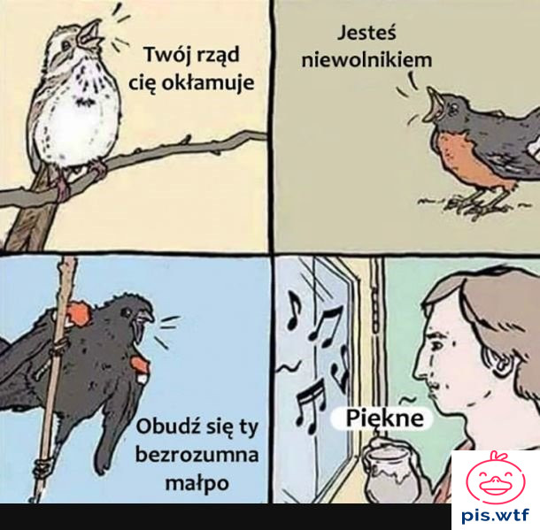Ptaki prawdę wiedzą