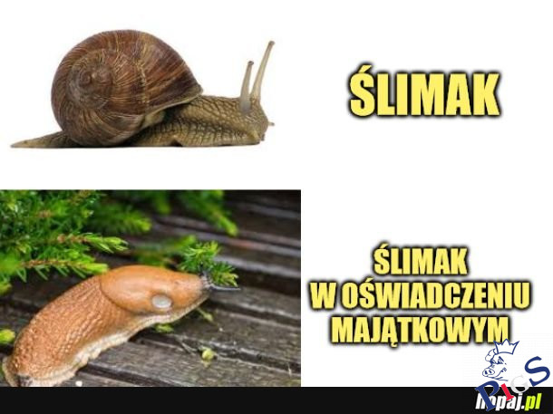Slimak