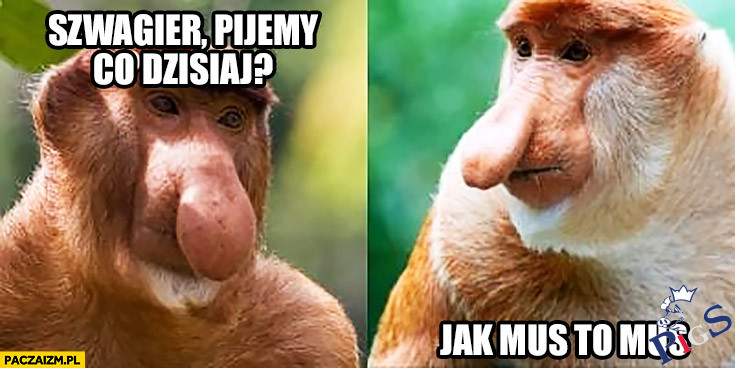 Jak mus to mus