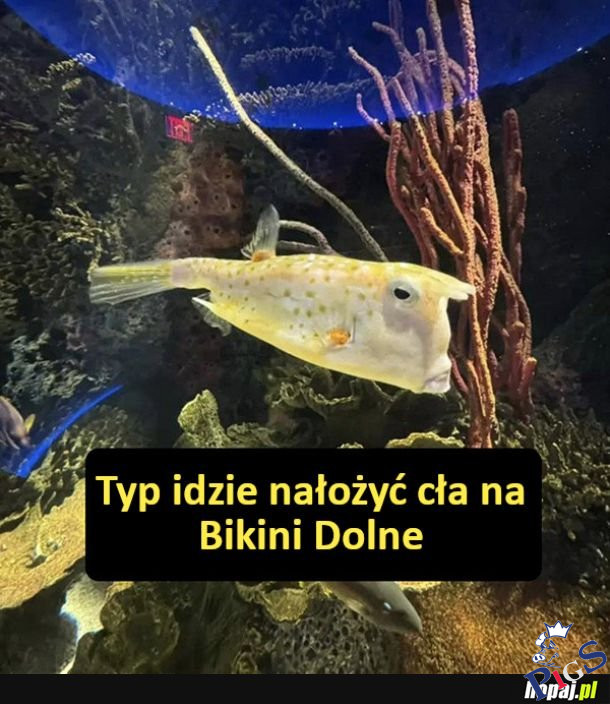 Cześc i czołem rybki!