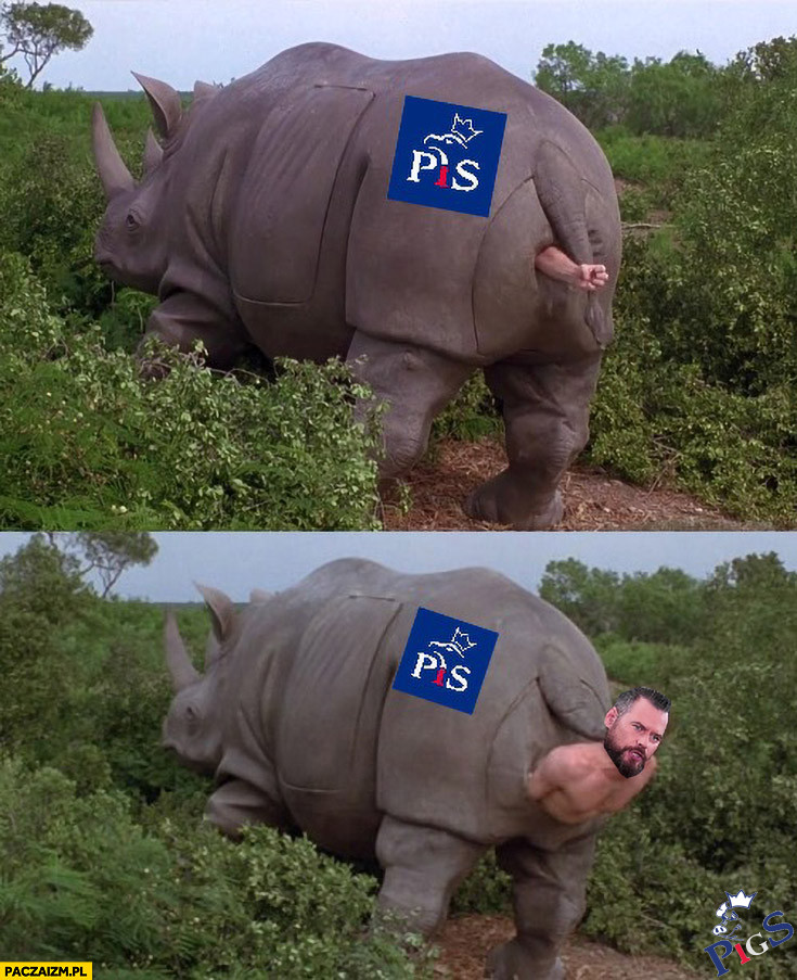 Słoniu z dupy wychodzi