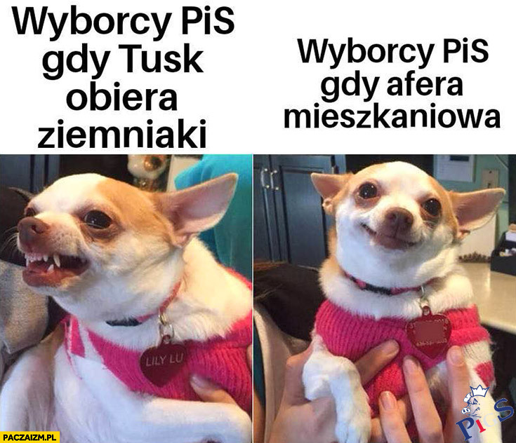 Wyborcy PiS, gdy Tusk obiera ziemniaki