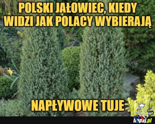 Jałowiec