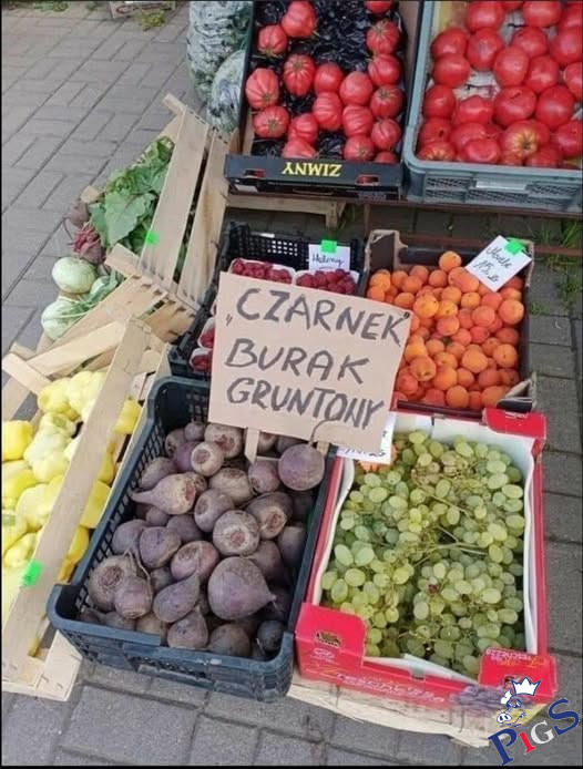 Burak gruntowy „Czarnek”